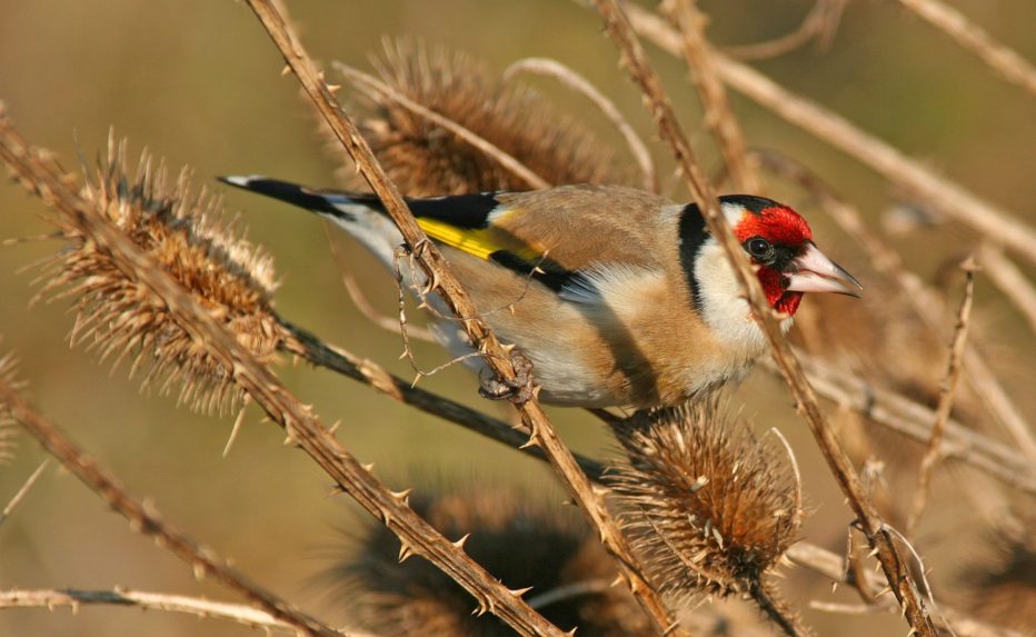 EMOZIONI NATURALI