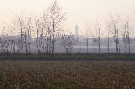 L’ALBERO DEGLI ZOCCOLI